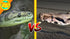 Boas and Python of the World - Mark O'Shea 2011